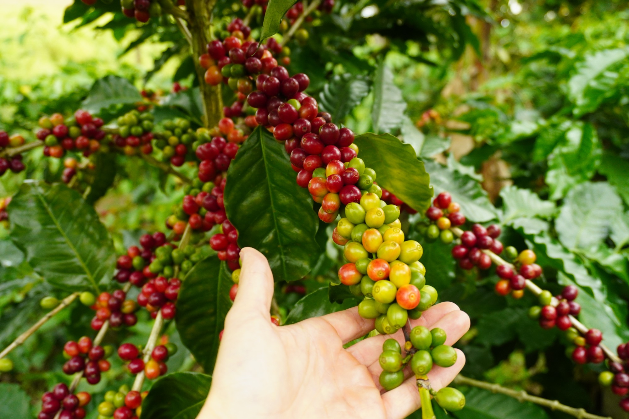 Cosecha en la finca Kokoro