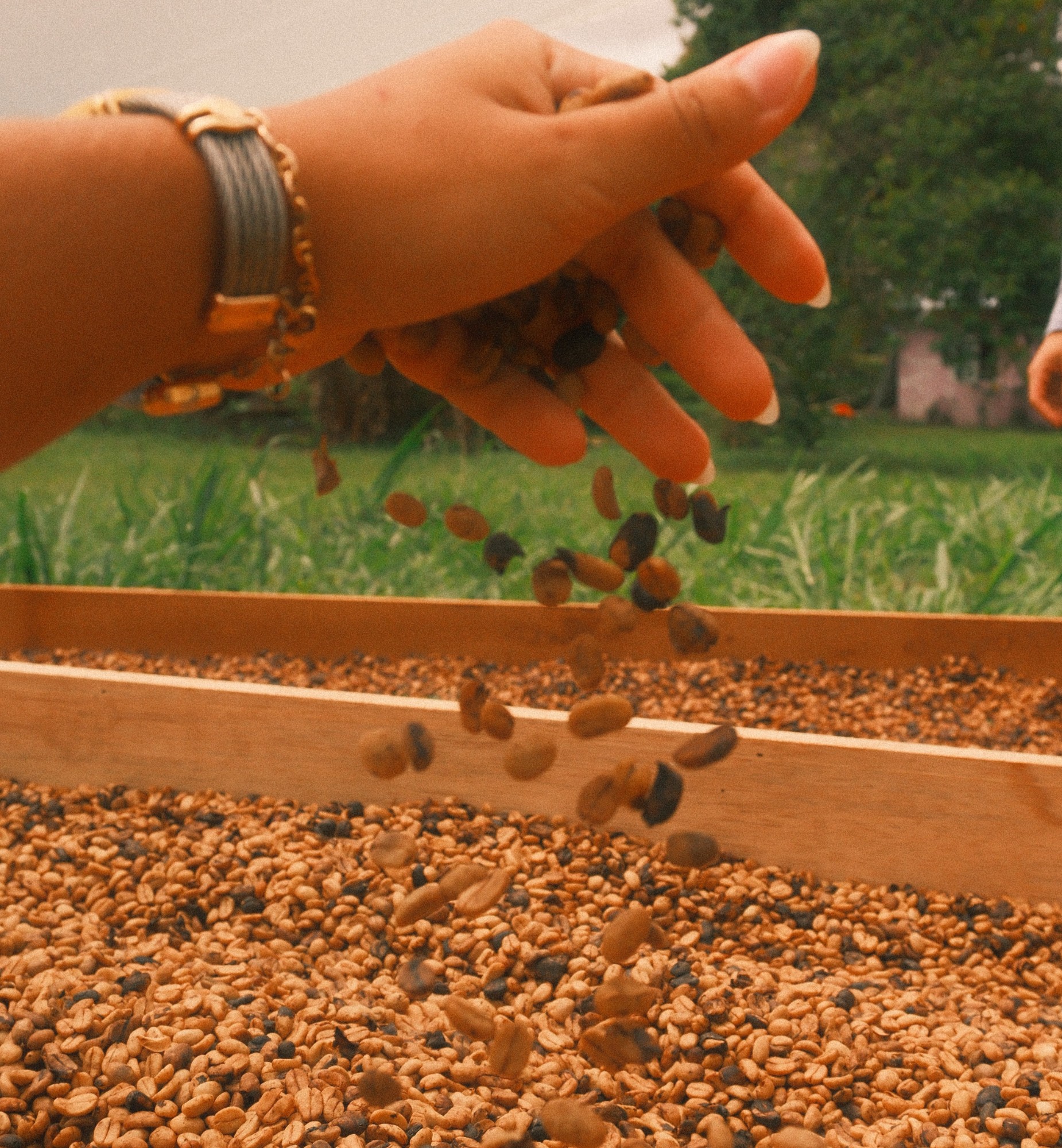 Frutos de café en la finca